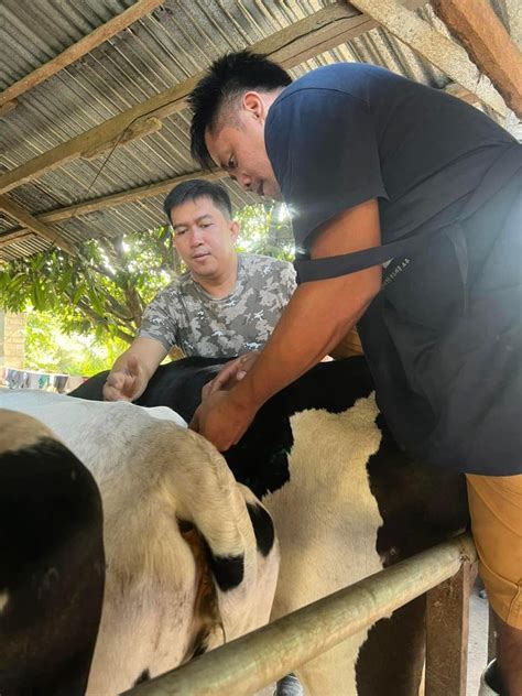 cebu milker dave